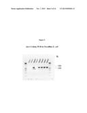 Anaplasma Translocated Substrate-1 (Ats-1) and Sero-detection of Anaplasma     phagocytophilum diagram and image