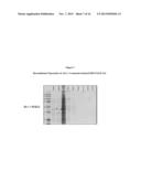 Anaplasma Translocated Substrate-1 (Ats-1) and Sero-detection of Anaplasma     phagocytophilum diagram and image