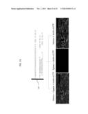 Methods and Compositions for Analysis of Nucleic Acids diagram and image