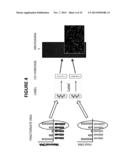 PROCESSES AND COMPOSITIONS FOR METHYLATION-BASED ENRICHMENT OF FETAL     NUCLEIC ACID FROM A MATERNAL SAMPLE USEFUL FOR NON-INVASIVE PRENATAL     DIAGNOSES diagram and image