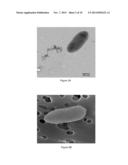 NOVEL BACTERIUM AND EXTRACTS OF SAID BACTERIUM AND THE USE OF SAME IN     THERAPY diagram and image