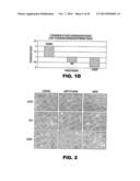 TARGETING EN2, PAX2, AND/OR DEFB1 FOR TREATMENT OF PROSTATE CONDITIONS diagram and image