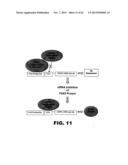 TARGETING EN2, PAX2, AND/OR DEFB1 FOR TREATMENT OF PROSTATE CONDITIONS diagram and image