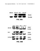 TARGETING EN2, PAX2, AND/OR DEFB1 FOR TREATMENT OF PROSTATE CONDITIONS diagram and image