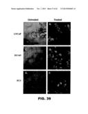 TARGETING EN2, PAX2, AND/OR DEFB1 FOR TREATMENT OF PROSTATE CONDITIONS diagram and image