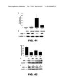 TARGETING EN2, PAX2, AND/OR DEFB1 FOR TREATMENT OF PROSTATE CONDITIONS diagram and image