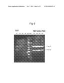 VECTORS WITH MODIFIED INITIATION CODON FOR THE TRANSLATION OF AAV-REP78     USEFUL FOR PRODUCTION OF AAV diagram and image