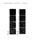 PHOTO-INDUCED PHASE TRANSFER OF LUMINESCENT QUANTUM DOTS diagram and image