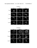 INDOLE ALKALOID COMPOUNDS AS MELANOGENESIS PROMOTERS AND USES THEREOF diagram and image