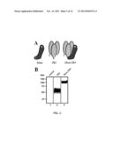 TUMOR TARGETED TNF-RELATED APOPTOSIS INDUCING LIGAND FUSION POLYPEPTIDE,     METHODS AND USES THEREFOR diagram and image