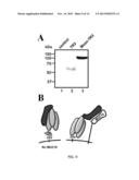 TUMOR TARGETED TNF-RELATED APOPTOSIS INDUCING LIGAND FUSION POLYPEPTIDE,     METHODS AND USES THEREFOR diagram and image