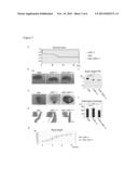 THERAPEUTIC AGENTS FOR MUSCULAR DYSTROPHY diagram and image