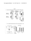 DISCOVERY OF REGULATORY T CELLS PROGRAMMED TO SUPPRESS AN IMMUNE RESPONSE diagram and image