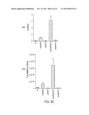 USE OF TLR AGONISTS AND/OR TYPE 1 INTERFERONS TO ALLEVIATE TOXICITY OF     TNF-R AGONIST THERAPEUTIC REGIMENS diagram and image