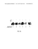 USE OF TLR AGONISTS AND/OR TYPE 1 INTERFERONS TO ALLEVIATE TOXICITY OF     TNF-R AGONIST THERAPEUTIC REGIMENS diagram and image