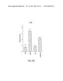 USE OF TLR AGONISTS AND/OR TYPE 1 INTERFERONS TO ALLEVIATE TOXICITY OF     TNF-R AGONIST THERAPEUTIC REGIMENS diagram and image