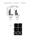 MODULATING ONCOLYTIC VSV AND UPREGULATING RAE1 AND NUP98 WITH STATINS diagram and image