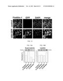 MODULATING ONCOLYTIC VSV AND UPREGULATING RAE1 AND NUP98 WITH STATINS diagram and image
