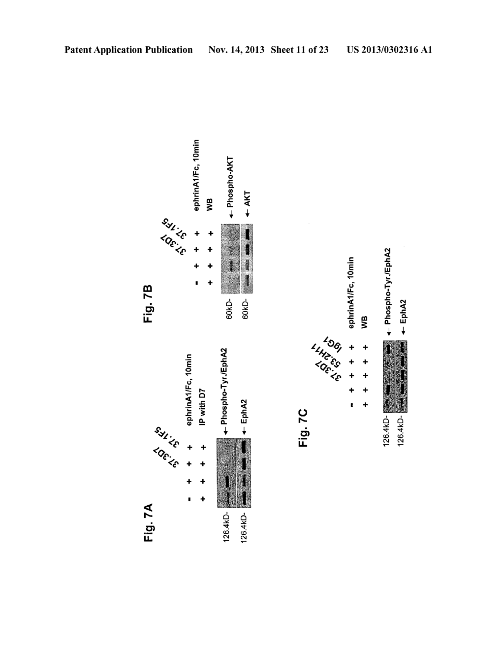 ANTAGONIST ANTIBODY FOR THE TREATMENT OF CANCER - diagram, schematic, and image 12