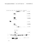 THERAPEUTIC AND DIAGNOSTIC APPLICATIONS TARGETING TNK-1 diagram and image