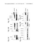 MODULATION OF EXON RECOGNITION IN PRE-MRNA BY INTERFERING WITH THE     SECONDARY RNA STRUCTURE diagram and image