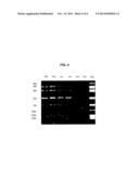 MODIFIED SURFACES AS SOLID SUPPORTS FOR NUCLEIC ACID PURIFICATION diagram and image