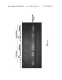 PROCESS FOR ISOLATING MICROORGANISMS diagram and image