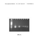 PROCESS FOR ISOLATING MICROORGANISMS diagram and image