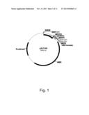 Polypeptides Having C4 Dicarboxylic Acid Transporter Activity and     Polynucleotides Encoding Same diagram and image