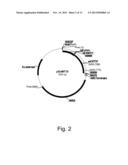 Polypeptides Having C4 Dicarboxylic Acid Transporter Activity and     Polynucleotides Encoding Same diagram and image