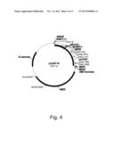 Polypeptides Having C4 Dicarboxylic Acid Transporter Activity and     Polynucleotides Encoding Same diagram and image