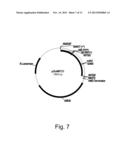 Polypeptides Having C4 Dicarboxylic Acid Transporter Activity and     Polynucleotides Encoding Same diagram and image