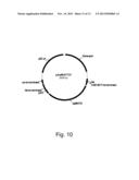 Polypeptides Having C4 Dicarboxylic Acid Transporter Activity and     Polynucleotides Encoding Same diagram and image