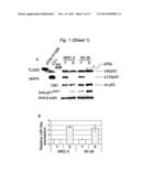 THERAPEUTIC APPLICATIONS OF P53 ISOFORMS IN REGENERATIVE MEDICINE, AGING     AND CANCER diagram and image