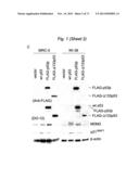 THERAPEUTIC APPLICATIONS OF P53 ISOFORMS IN REGENERATIVE MEDICINE, AGING     AND CANCER diagram and image