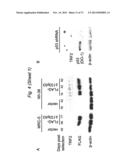 THERAPEUTIC APPLICATIONS OF P53 ISOFORMS IN REGENERATIVE MEDICINE, AGING     AND CANCER diagram and image