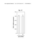 THERAPEUTIC APPLICATIONS OF P53 ISOFORMS IN REGENERATIVE MEDICINE, AGING     AND CANCER diagram and image