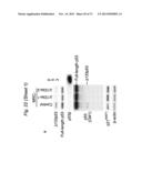 THERAPEUTIC APPLICATIONS OF P53 ISOFORMS IN REGENERATIVE MEDICINE, AGING     AND CANCER diagram and image