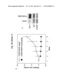 THERAPEUTIC APPLICATIONS OF P53 ISOFORMS IN REGENERATIVE MEDICINE, AGING     AND CANCER diagram and image