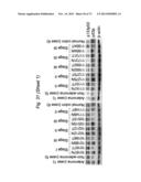 THERAPEUTIC APPLICATIONS OF P53 ISOFORMS IN REGENERATIVE MEDICINE, AGING     AND CANCER diagram and image