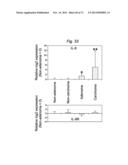 THERAPEUTIC APPLICATIONS OF P53 ISOFORMS IN REGENERATIVE MEDICINE, AGING     AND CANCER diagram and image