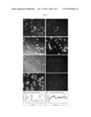 FLUORESCENT NITRIC OXIDE PROBES AND ASSOCIATED METHODS diagram and image