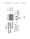 EXPRESS HUMANIZATION OF ANTIBODIES diagram and image