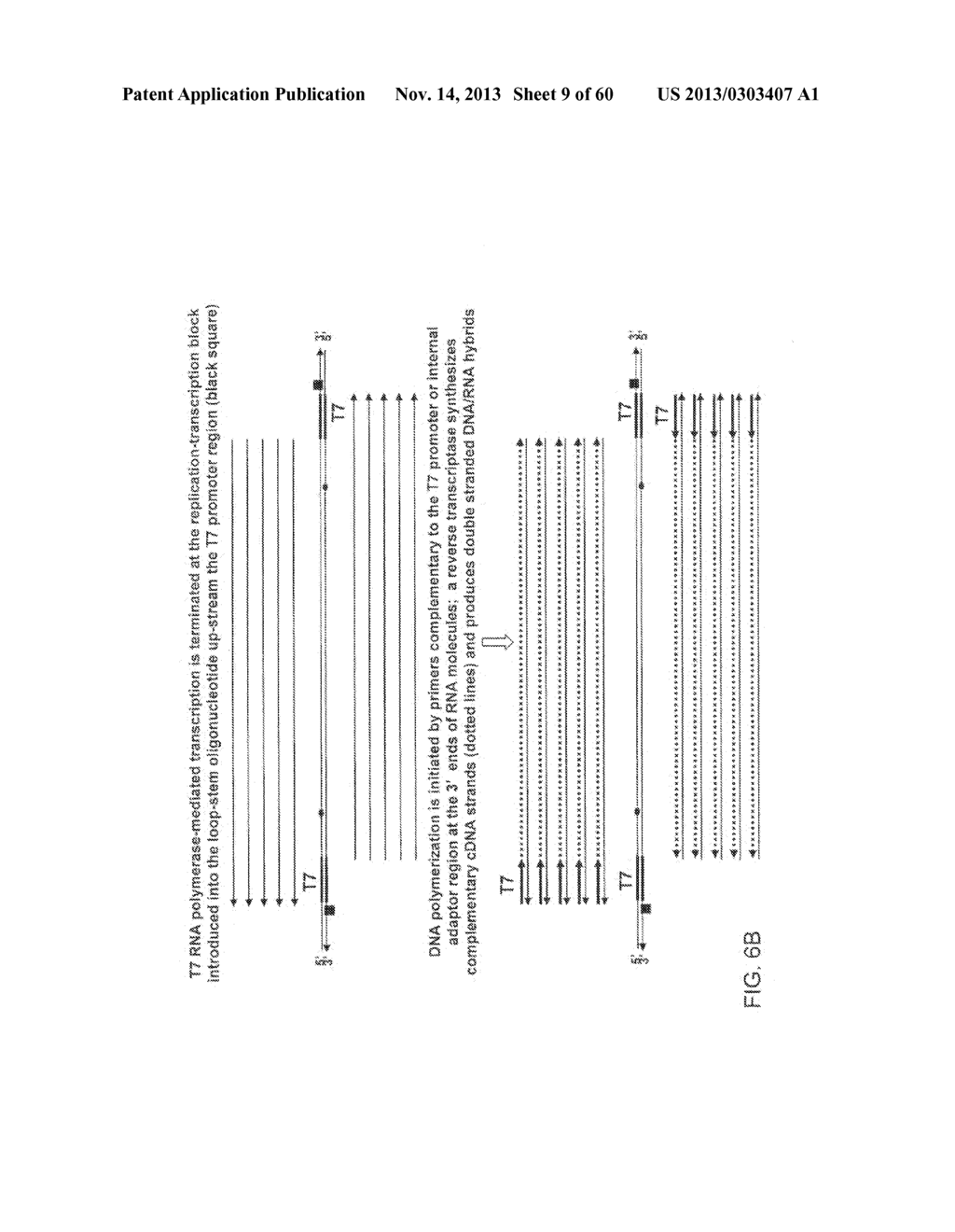 COMPOSITIONS AND METHODS FOR PROCESSING AND AMPLIFICATION OF DNA,     INCLUDING USING MULTIPLE ENZYMES IN A SINGLE REACTION - diagram, schematic, and image 10