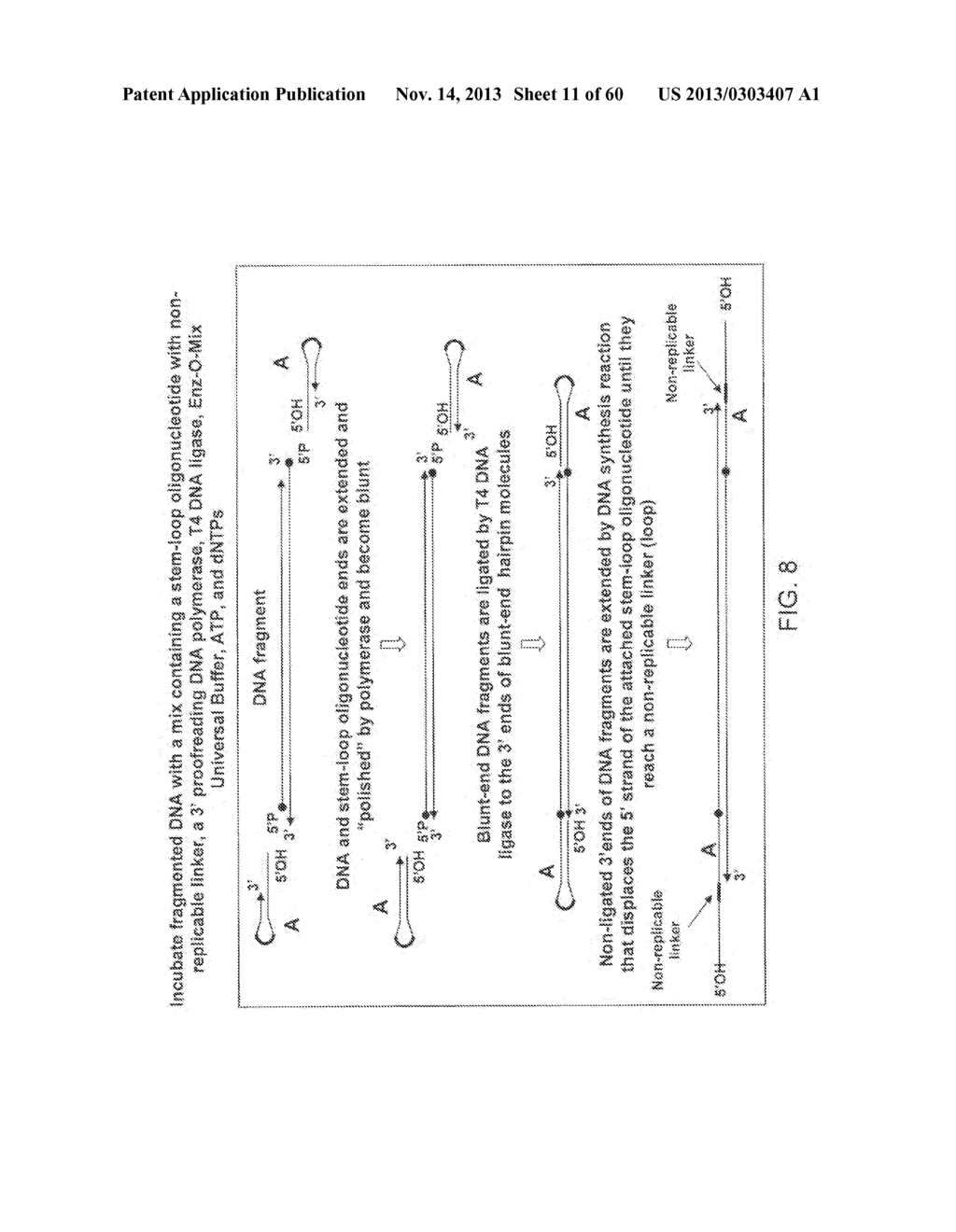 COMPOSITIONS AND METHODS FOR PROCESSING AND AMPLIFICATION OF DNA,     INCLUDING USING MULTIPLE ENZYMES IN A SINGLE REACTION - diagram, schematic, and image 12