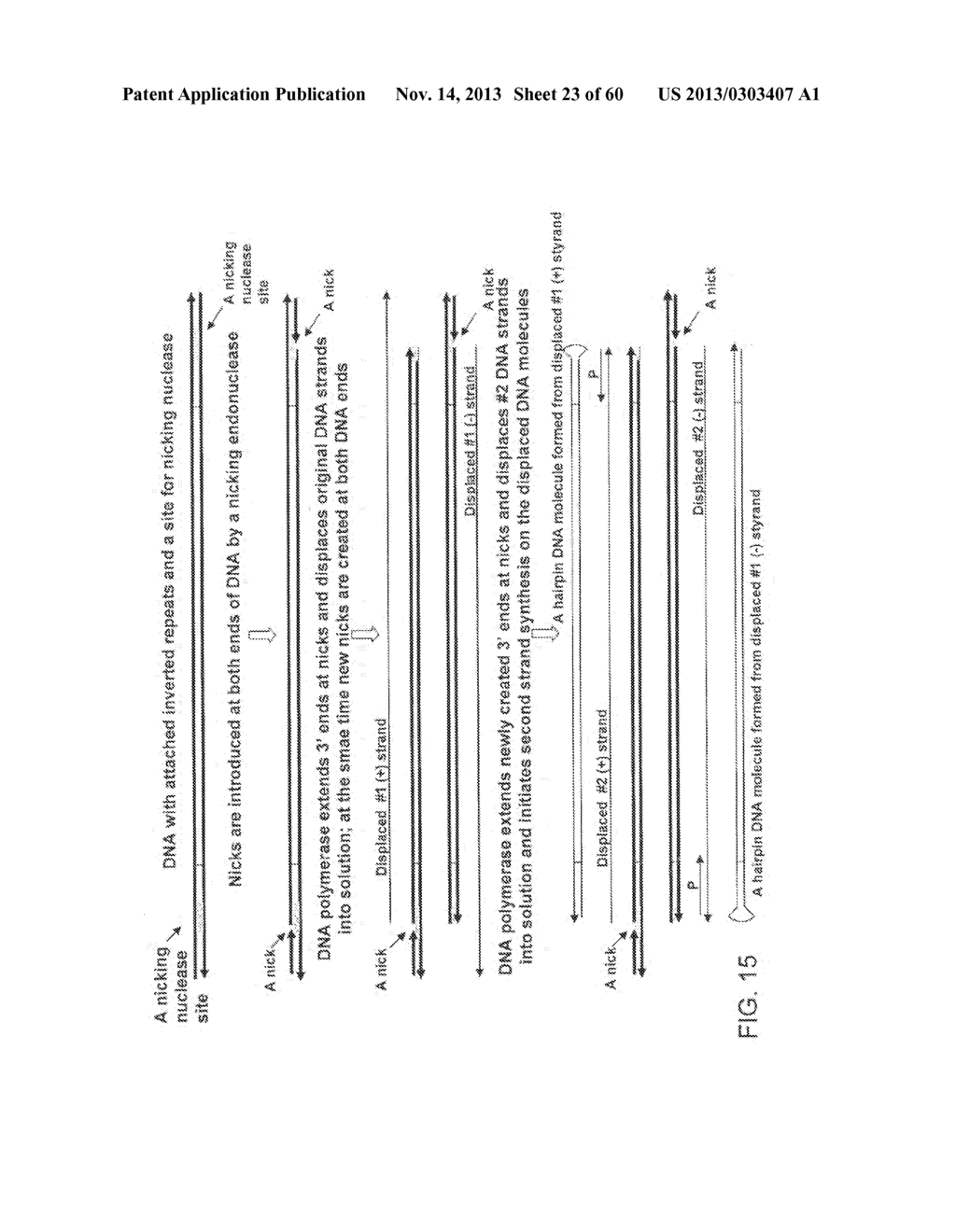 COMPOSITIONS AND METHODS FOR PROCESSING AND AMPLIFICATION OF DNA,     INCLUDING USING MULTIPLE ENZYMES IN A SINGLE REACTION - diagram, schematic, and image 24