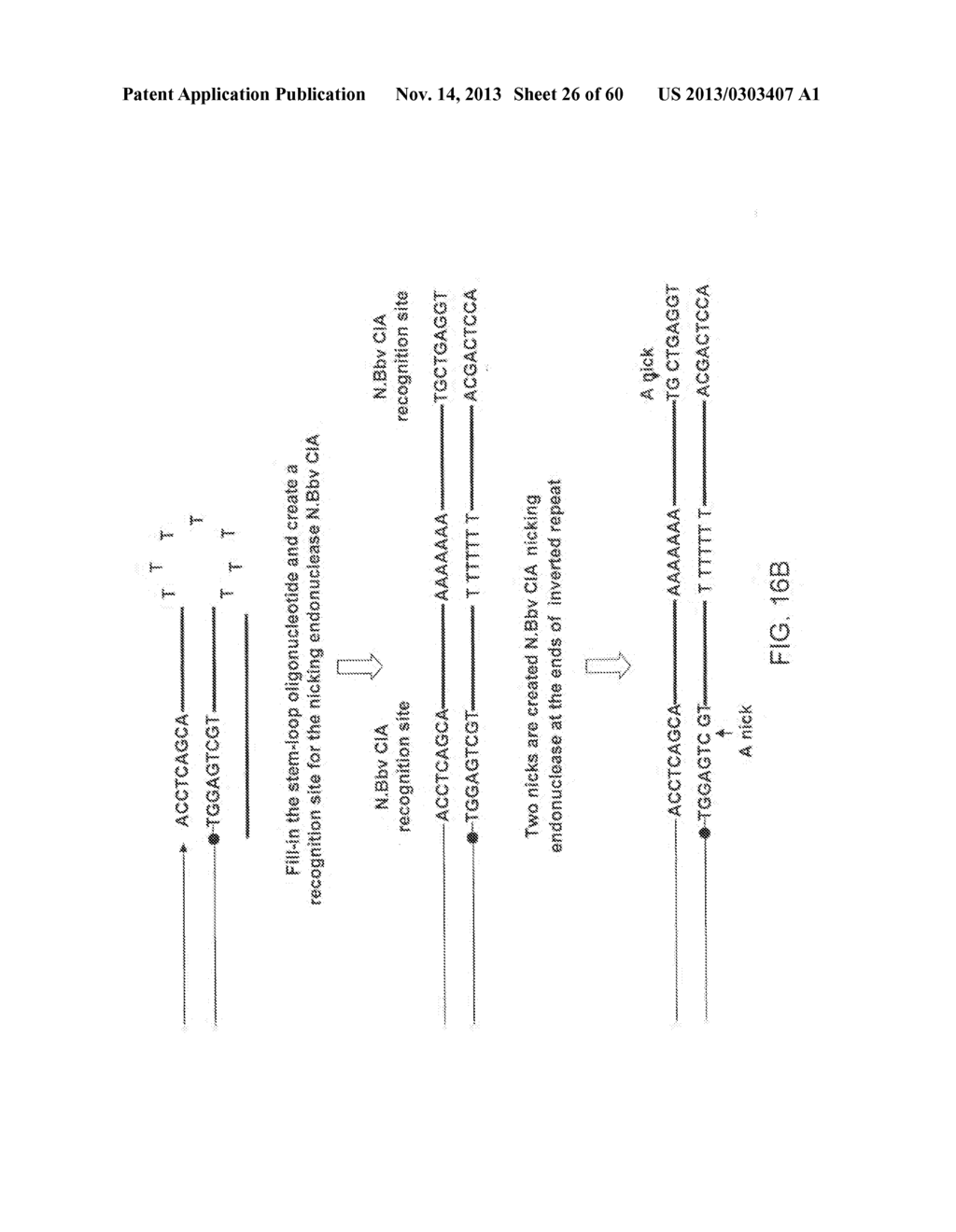 COMPOSITIONS AND METHODS FOR PROCESSING AND AMPLIFICATION OF DNA,     INCLUDING USING MULTIPLE ENZYMES IN A SINGLE REACTION - diagram, schematic, and image 27