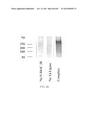 COMPOSITIONS AND METHODS FOR PROCESSING AND AMPLIFICATION OF DNA,     INCLUDING USING MULTIPLE ENZYMES IN A SINGLE REACTION diagram and image