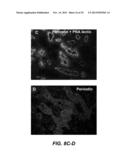 TREATMENT OF PERITONEAL INJURY USING JAK INHIBITORS diagram and image