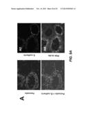 TREATMENT OF PERITONEAL INJURY USING JAK INHIBITORS diagram and image